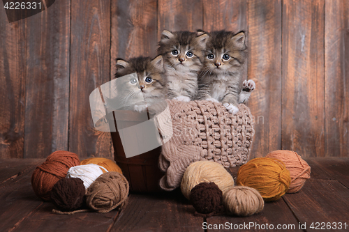 Image of Kittens With Balls of Yarn in Studio