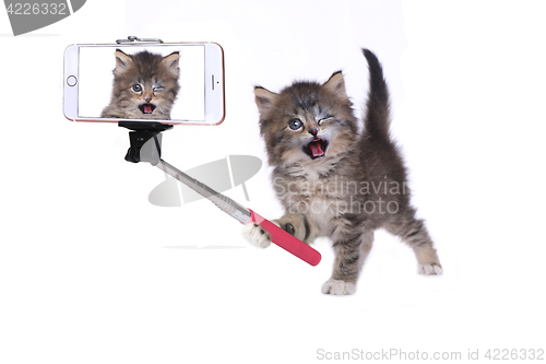 Image of Kitten Taking His Own Photo With Selfie Stick