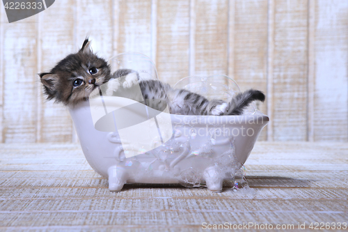 Image of Cute Adorable Kitten in A Bathtub Relaxing