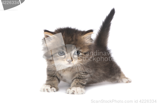 Image of Tiny 4 Week Old Kitten on White Background 