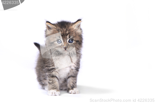 Image of Tiny 4 Week Old Kitten on White Background 
