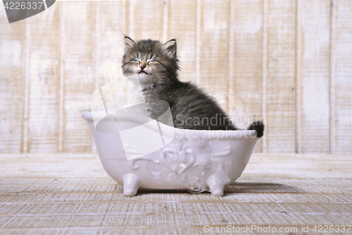Image of Cute Adorable Kitten in A Bathtub Relaxing