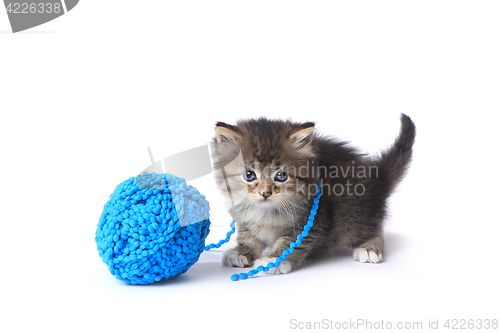 Image of Kitten With Ball of Yarn in Studio