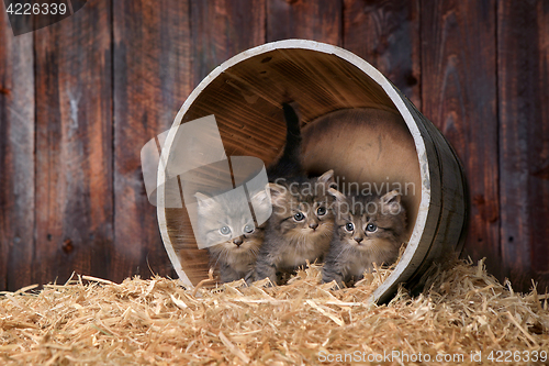 Image of Cute Adorable Kittens in a Barn Setting With Hay