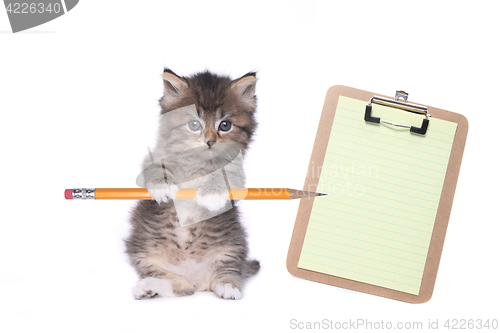 Image of Cute Kitten Holding Pencil With Blank Clipboard