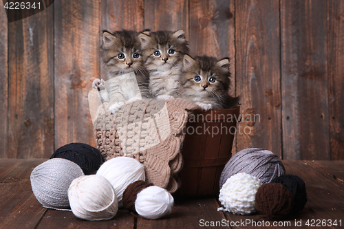 Image of Kittens With Balls of Yarn in Studio