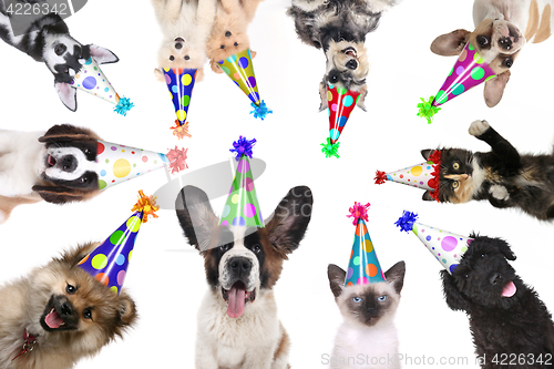 Image of Pet Animals Isolated Wearing Birthday Hats for a Party