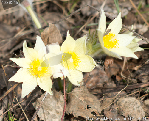 Image of lumbago flowers