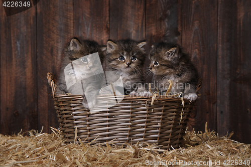 Image of Cute Adorable Kittens in a Barn Setting With Hay