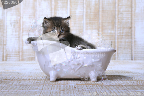 Image of Cute Adorable Kitten in A Bathtub Relaxing