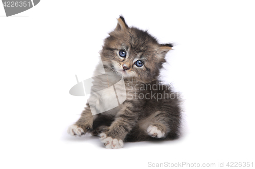 Image of Tiny 4 Week Old Kitten on White Background 