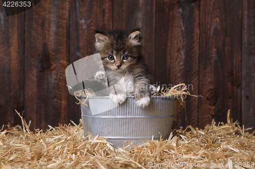 Image of Cute Adorable Kittens in a Barn Setting With Hay