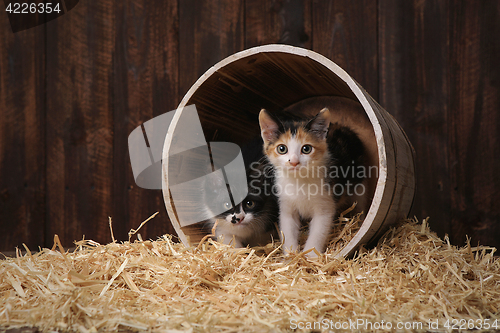 Image of Cute Adorable Kittens in a Barn Setting With Hay