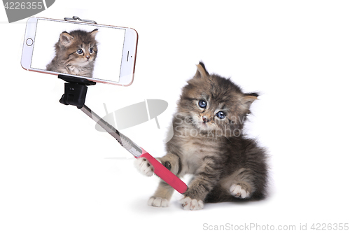 Image of Kitten Taking His Own Photo With Selfie Stick