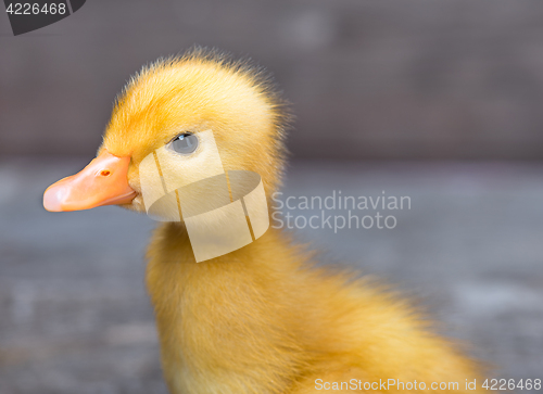 Image of Cute newborn duckling