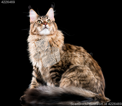 Image of Portrait of Maine Coon cat