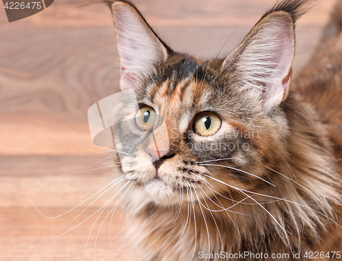 Image of Portrait of Maine Coon cat