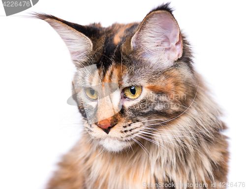 Image of Portrait of Maine Coon kitten