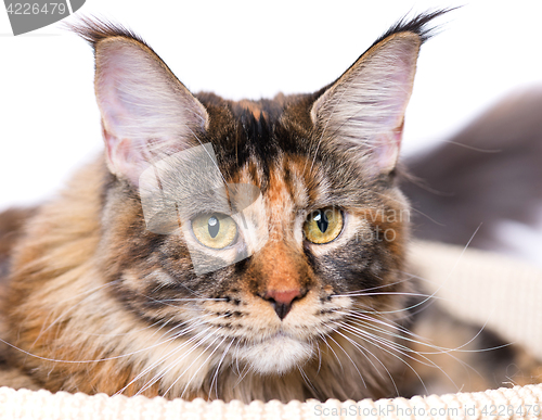 Image of Portrait of Maine Coon kitten