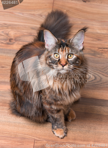 Image of Portrait of Maine Coon cat