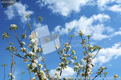 Image of Apple tree branches with white blossom flowers reach up sky