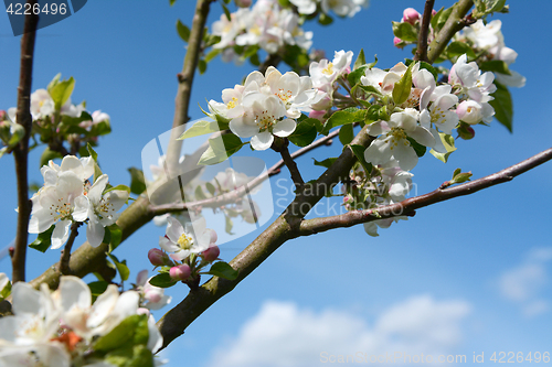 Image of Apple tree branches bearing white blossom