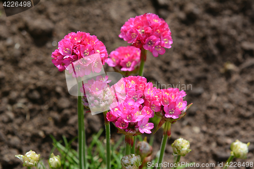 Image of Bright pink armeria flowers