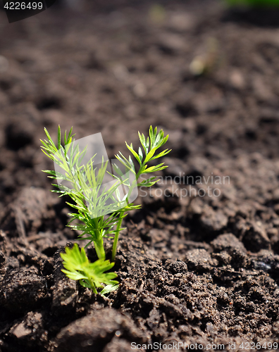 Image of Love-in-a-mist seedling growing in soil