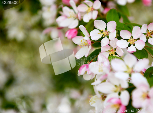 Image of Pale pink blossom flowers with bokeh background