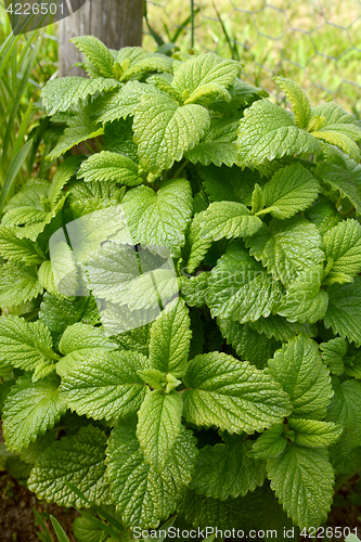 Image of Lemon balm plant 