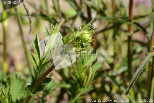 Image of Unopened flower bud of geum plant