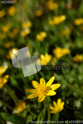 Image of Bright celandine flower against background of yellow blooms