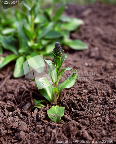 Image of Speedwell plant spreading in flower bed