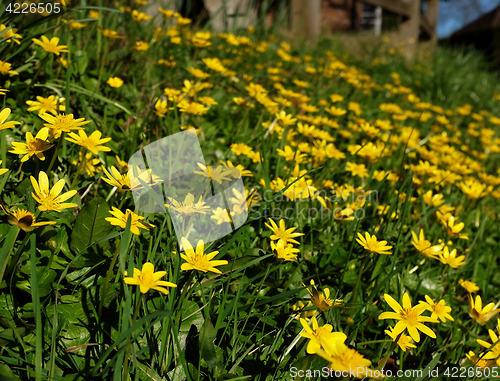 Image of Bank of yellow celandine flowers