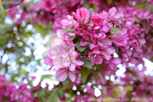 Image of Pink blossom on branch of malus crab apple