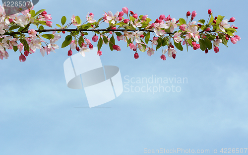 Image of Branch of pink blossom flowers against blue sky