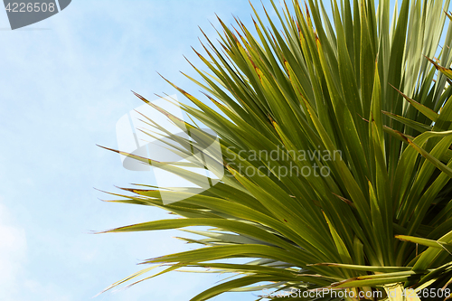 Image of Green yucca tree top 