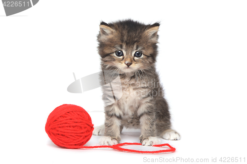 Image of Playful Kitten With Red Ball of Yarn