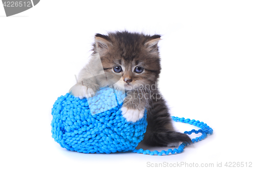 Image of Kitten With Ball of Yarn in Studio