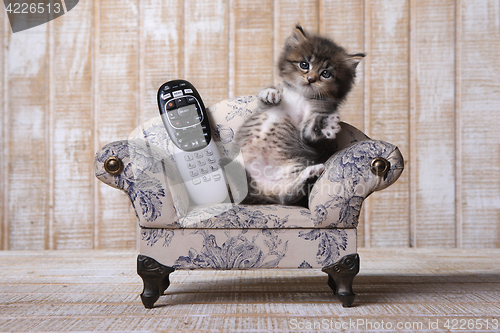 Image of Adorable Kitten Relaxing on Couch With Remote