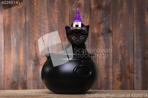 Image of Adorable Black Halloween Witch Cat