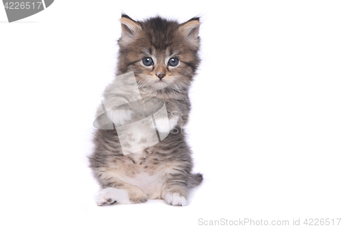 Image of Tiny 4 Week Old Kitten on White Background 