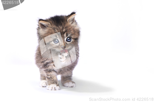 Image of Tiny 4 Week Old Kitten on White Background 