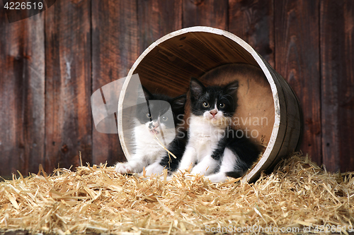 Image of Cute Adorable Kittens in a Barn Setting With Hay