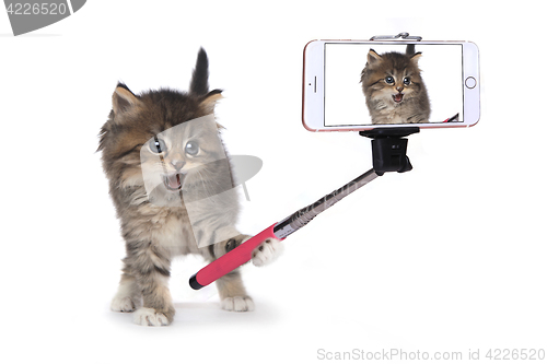 Image of Kitten Taking His Own Photo With Selfie Stick