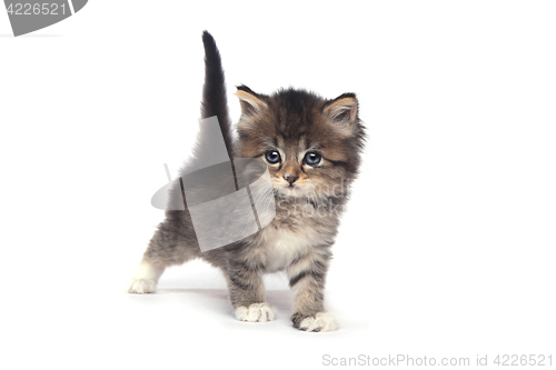 Image of Tiny 4 Week Old Kitten on White Background 