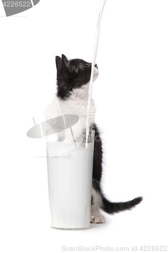 Image of Cute Kitten Watching Milk Pour Into a Glass