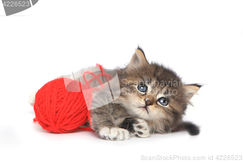 Image of Playful Kitten With Red Ball of Yarn