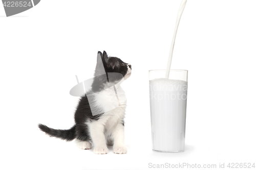 Image of Cute Kitten Watching Milk Pour Into a Glass