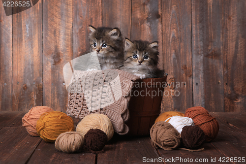 Image of Kittens With Balls of Yarn in Studio